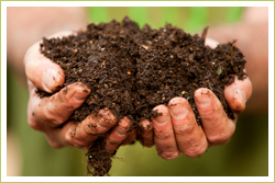 Improve your soil with a steady supply of organic matter.