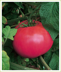 5 Tips for Growing Successful Tomato Plants