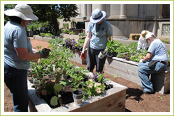 Master Gardeners plant up hundreds of Burpee Home Gardens plants at the Museum of Science and Industry Smart Home