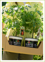 Bumper Crop Grafted Tomatoes