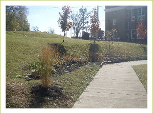 Before the new raised garden beds at West End IB World School, Nashville, TN.