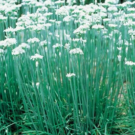 Garlic Chives