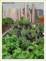 Student Farm Project for P.S. 323 in Brooklyn, NY