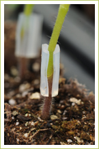 Bumper Crop Grafted Tomatoes - graft Day 5