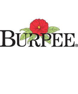 Burpee