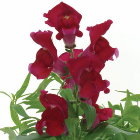 Snapshot™ Red