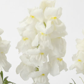 Snapshot™ White