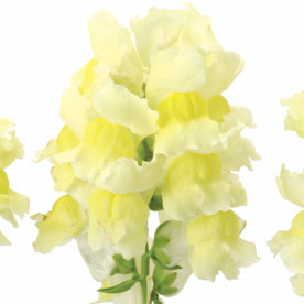 Snapshot™ Yellow