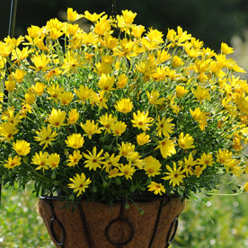 Voltage™ Yellow