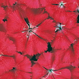 Floral Lace Cherry