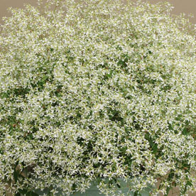 Breathless® White