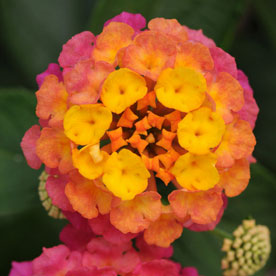 Lucky™ Sunrise Rose