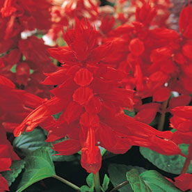 Vista Red