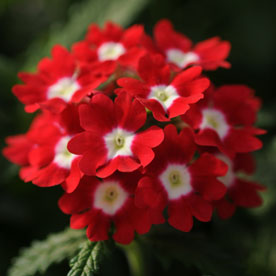 Quartz XP Red with Eye