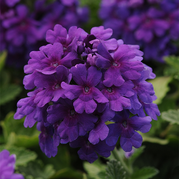 EnduraScape™ Dark Purple