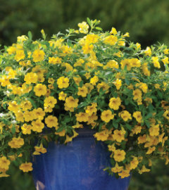 picture of Flowers
